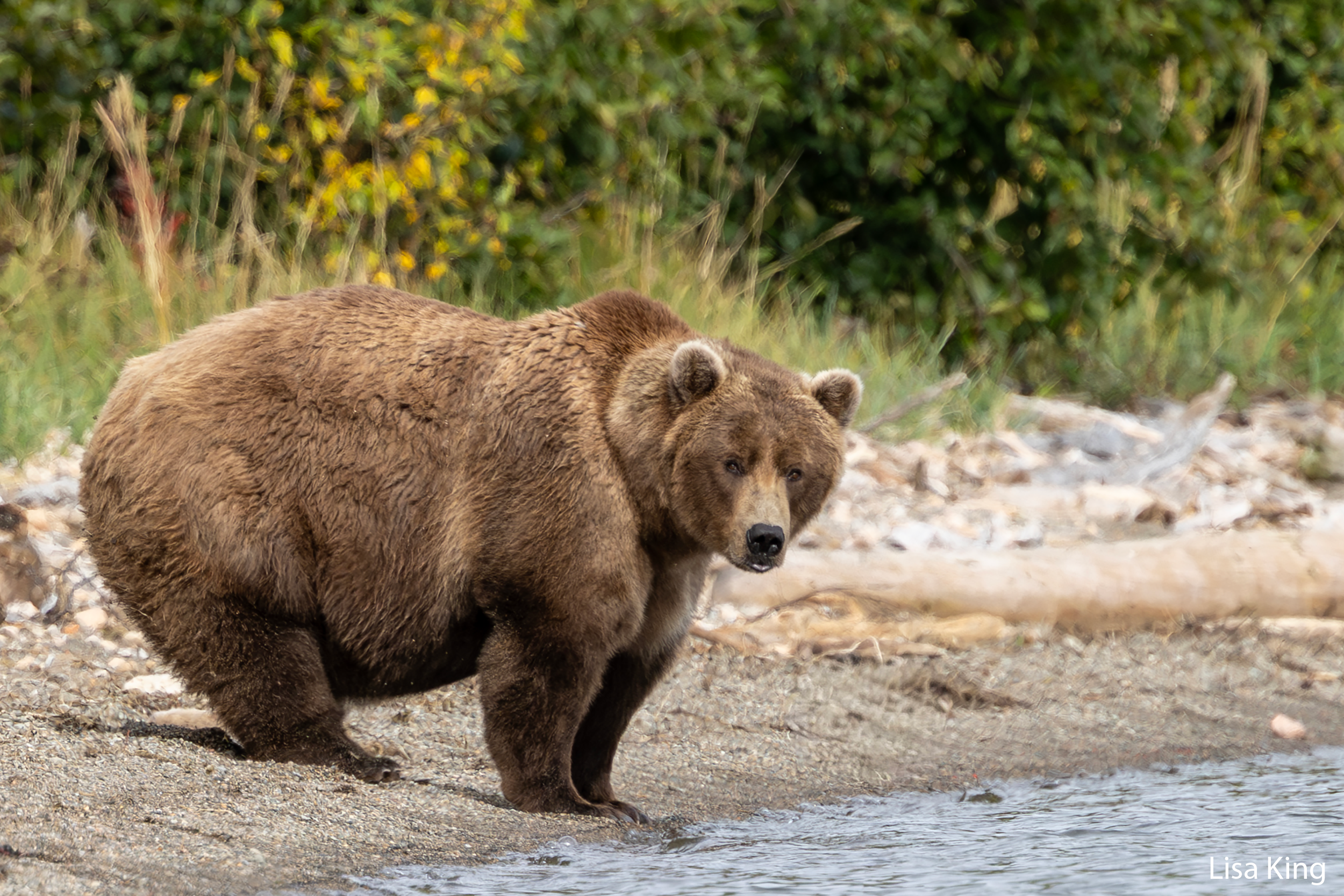 クマ 901 | Support Wildlife Conservation Today — Katmai Conservancy